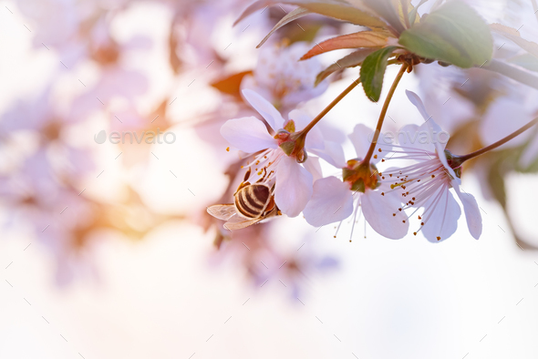 Bee pollinates spring cherry - Stock Photo - Images