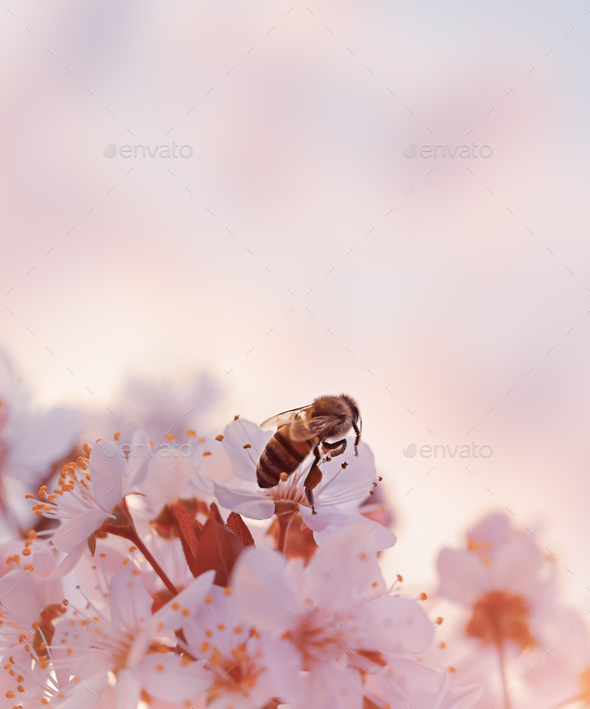 Little bee on the blooming cherry - Stock Photo - Images