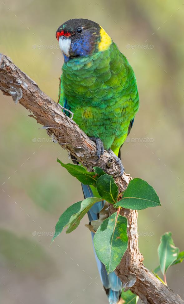 Australian Ringneck or Twenty-eight Parrot - Stock Photo - Images