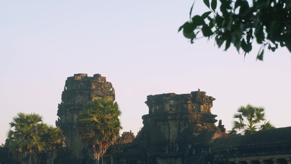  Monkey on Ruins of Angkor Wat Temple in Early Morning