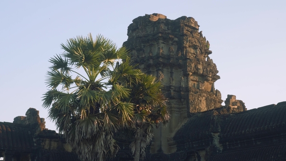 Monkey on Ruins of Angkor Wat Temple in Early Morning