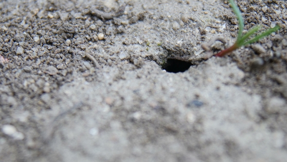 Ants Get Out of the Hole, Stock Footage | VideoHive