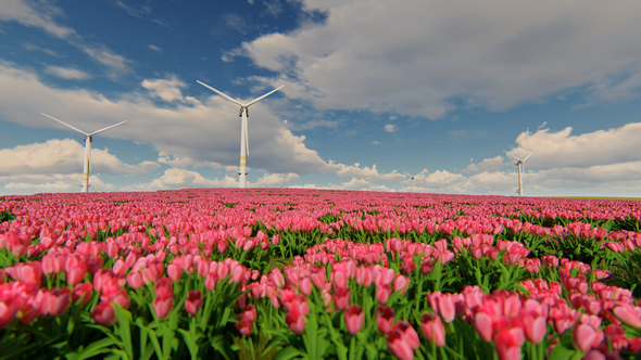 Windmill And Field Of Purple Flowers