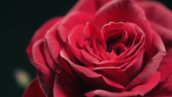 Red Rose Frozing with Nitrogen Ice alt