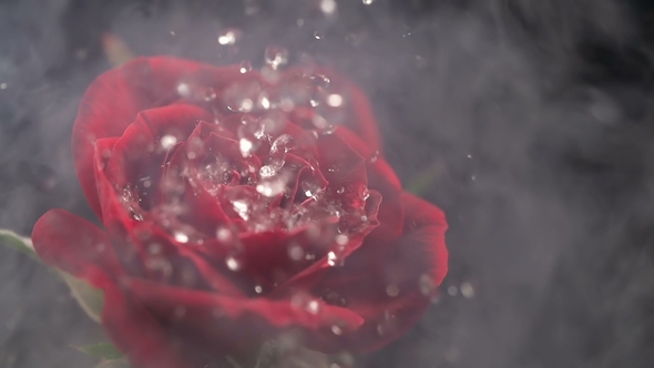 A Beautiful Rose in Smoke and Drop of Nitrogen, Stock Footage | VideoHive