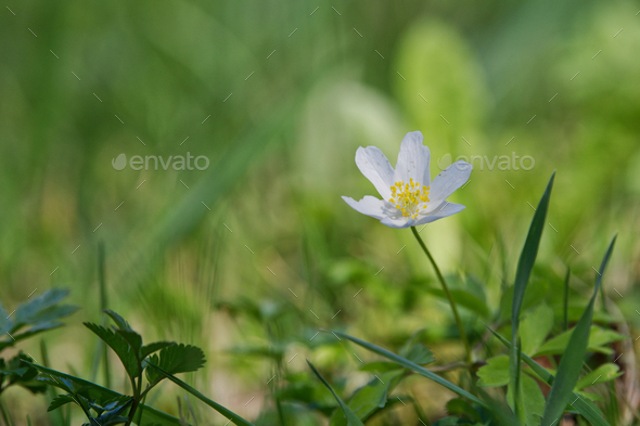 Spring flower wood anemone (Anemone nemorosa) in a nature - Stock Image ...