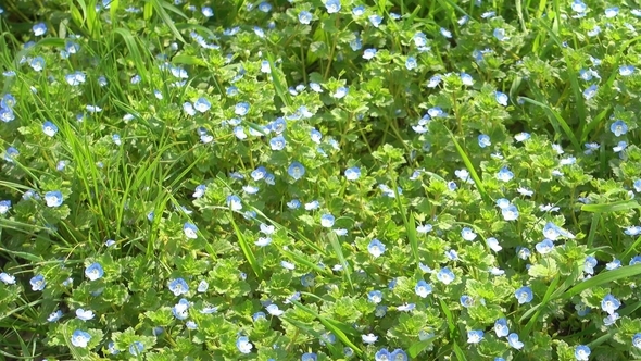Beautiful Small Blue Flowers and Green Grass, Garden