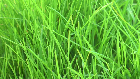 Bright Green Grass Lawn on a Wind, Garden