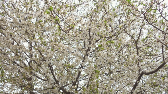 Beautiful Blooming Cherry Tree