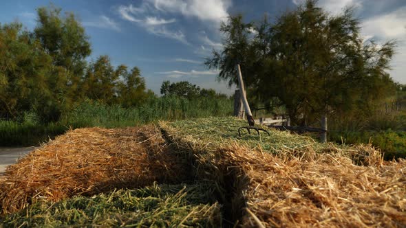 Hay Grass in Moving Trailer with a Pitchfork in It