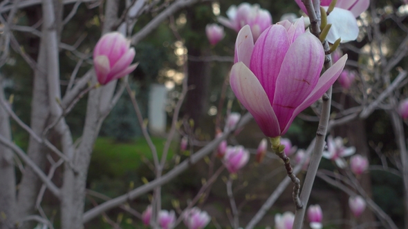 Pink Magnolia in Morning Japanese Garden.