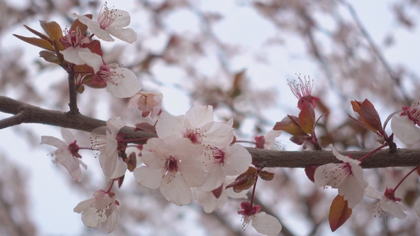 Beautiful Blooming Apricot Flowers on a Branch