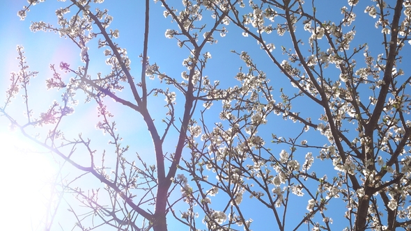 Blooming Cherry Tree at Beautiful Sunny Day