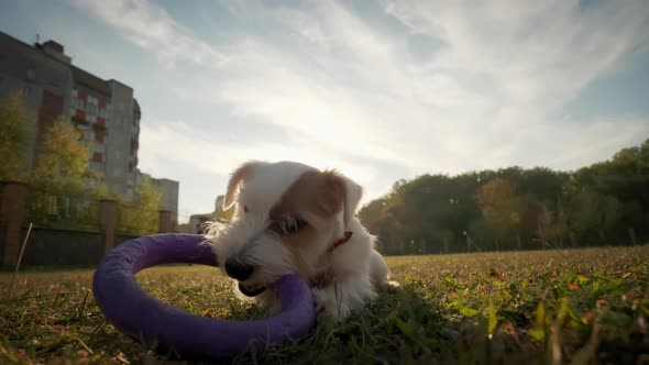 Close Up Shot of Pet Dog Jack Russell Playing with a Puller in the Park in the Sun Lights alt