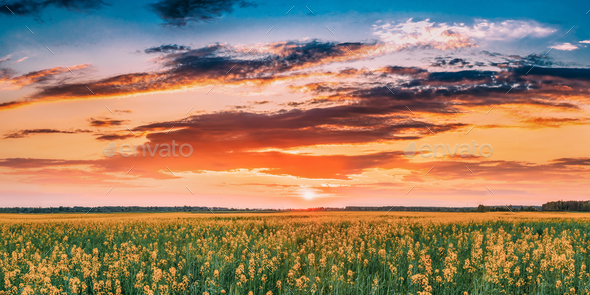 Sunset Sunrise Sky Over Horizon Of Spring Flowering Canola, Rape - Stock Photo - Images