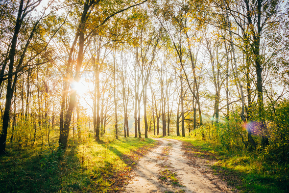 Sun Shining Through Forest Woods Over Lane, Country Road. Path, - Stock Photo - Images