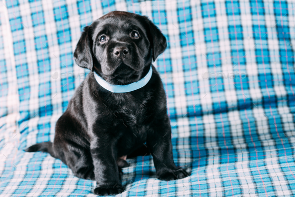 Beautiful Black Labrador Puppy Dog - Stock Photo - Images