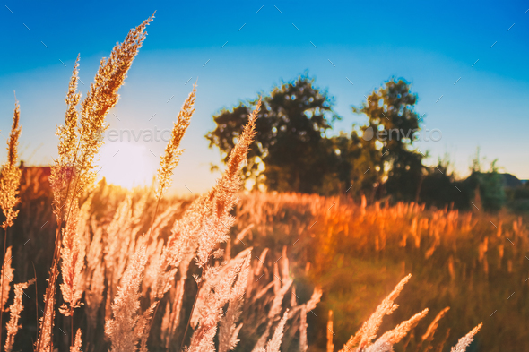Dry Grass In Sunset Sunlight. Beautiful Plant On Sunrise Landsca - Stock Photo - Images
