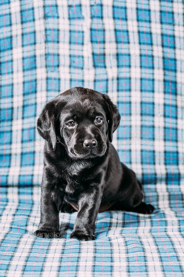 Beautiful Black Labrador Puppy Dog - Stock Photo - Images
