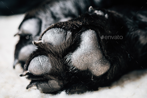 Dog Labrador Paw With Pads - Stock Photo - Images