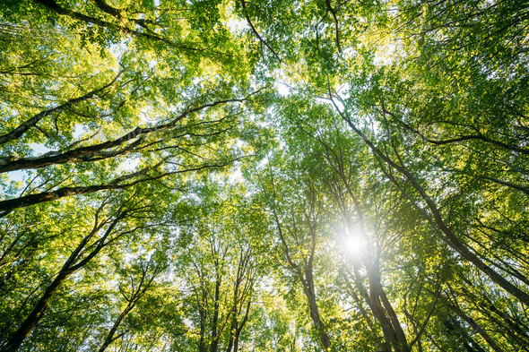 Summer Deciduous Forest Trees Woods Canopy. Bottom View Wide Ang Stock Photo by Grigory_bruev