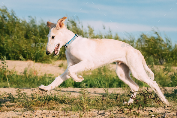 Running Puppy Of Russian Wolfhound Hunting Sighthound Russkaya P Stock Photo by Grigory_bruev