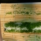 Cook Makes a Green Sushi Roll - VideoHive Item for Sale