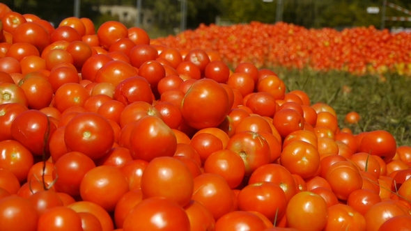 Red Tomatoes Lie on the Ground in Green Grass alt