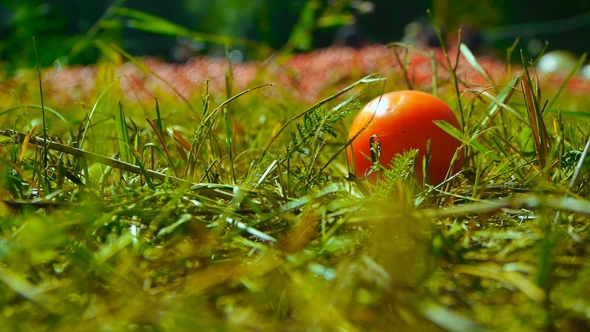 One Tomato In A Green Grass