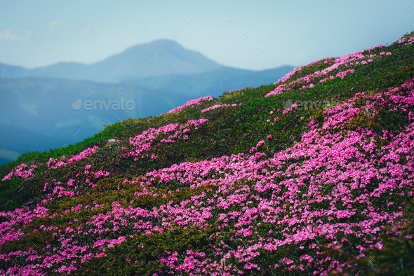 Magic pink rhododendron - Stock Photo - Images