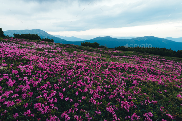 Magic pink rhododendron - Stock Photo - Images