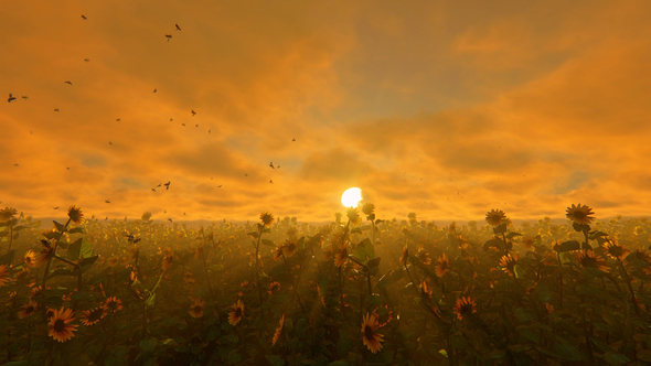 Field Of Sunflowers At Sunset
