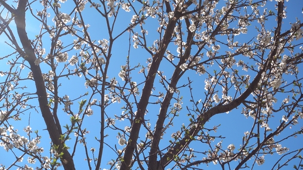 Beautiful Blooming Cherry Tree at Sunny Day.