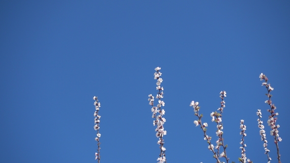 Beautiful Blooming Apricot and Clear Blue Sky. alt