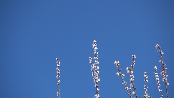 Beautiful Blooming Apricot and Clear Blue Sky.