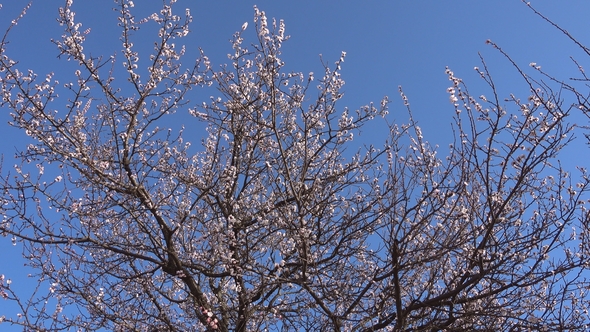 Springtime, Beautiful Blooming Apricot Tree.