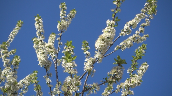 Beautiful Blooming Apple Tree and Clear Blue Sky.