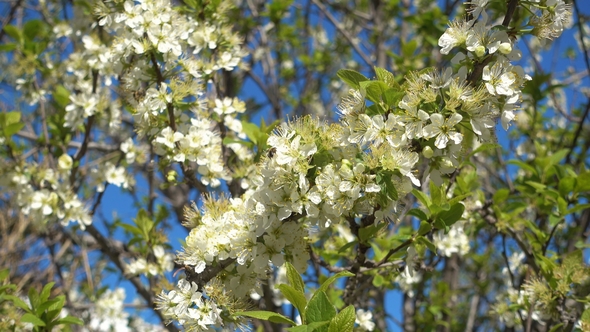 Spring Garden, Blooming Plum Tree .