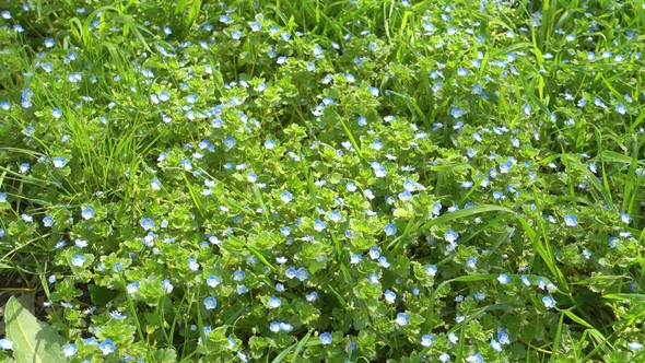 Beautiful Small Blue Flowers and Green Grass, Lawn