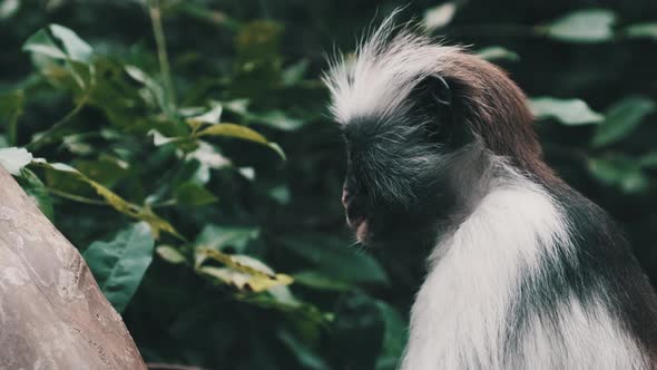 Red Colobus Monkey Sitting on Branch in Jozani Tropical Forest Zanzibar Africa alt