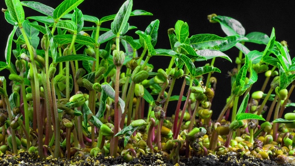 Mung Beans Germination on Black Background alt