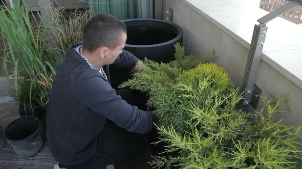 Brutal Gardener Plants Green Decorative Plants in the Pots. alt