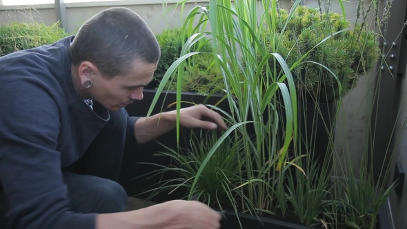 Young Gardener Cuts Off Dry Leaves of Green Plant in Garden Indoors alt