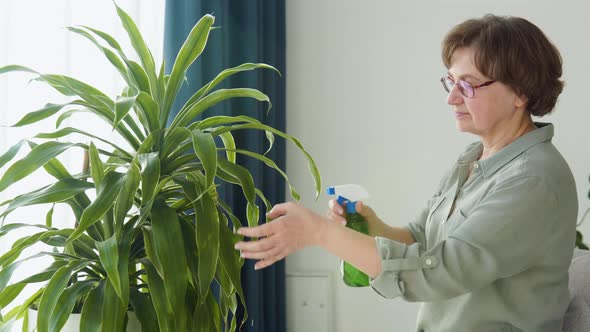 Senior Woman Watering Flowers From Hand Sprayer alt