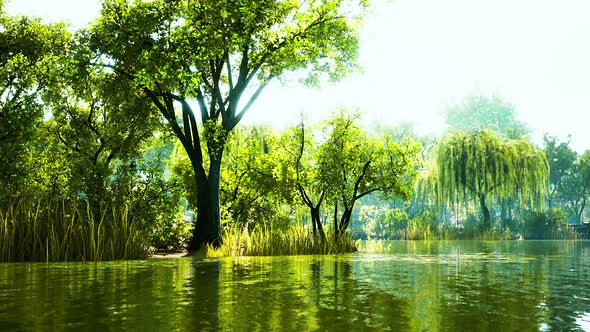 Pond of City Central Park in Summer Day alt