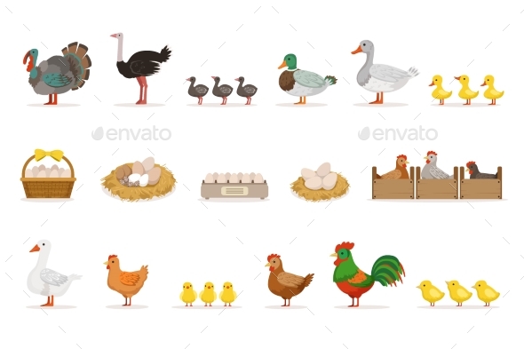 Farm Birds Grown For Meat and For Laying Eggs - Animals Characters
