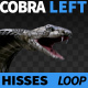 Cobra Left View Hisses - VideoHive Item for Sale