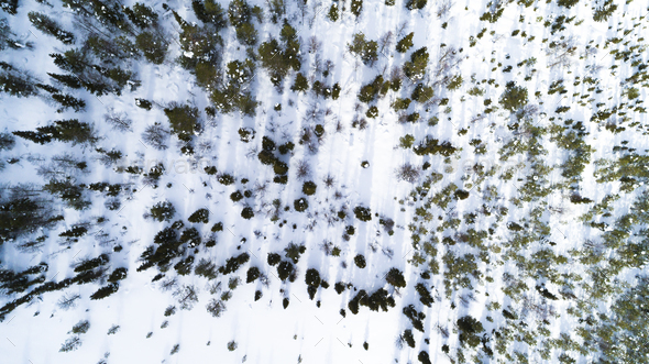 Aerial drone view of idyllic winter landscape. Evergreen snow covered forest from the top, sun rise. - Stock Photo - Images