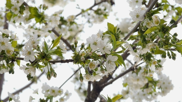 White Cherry Blossom, Stock Footage | VideoHive