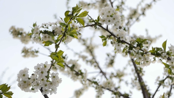 White Cherry Blossom